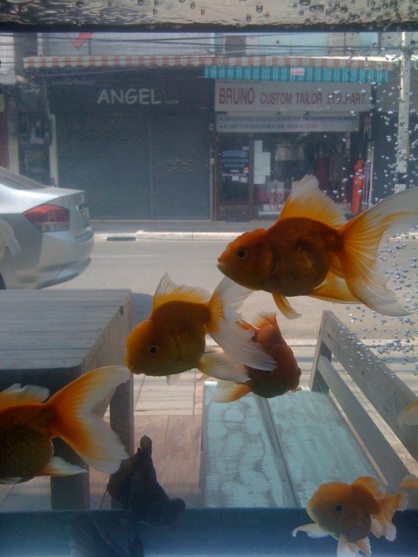 fish iphone