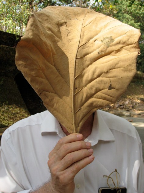 me:leaf copy