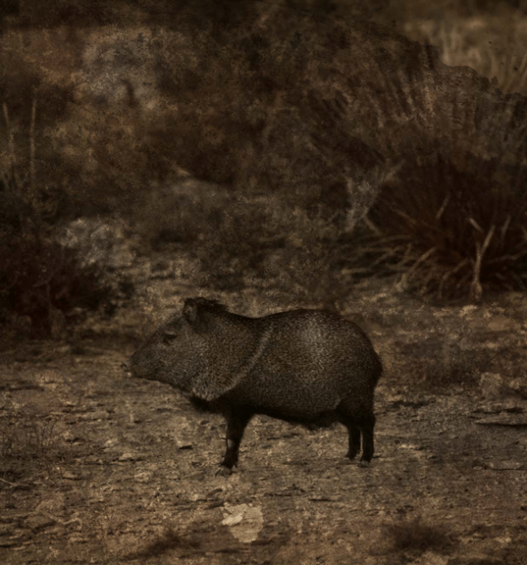 A Javelina at Night