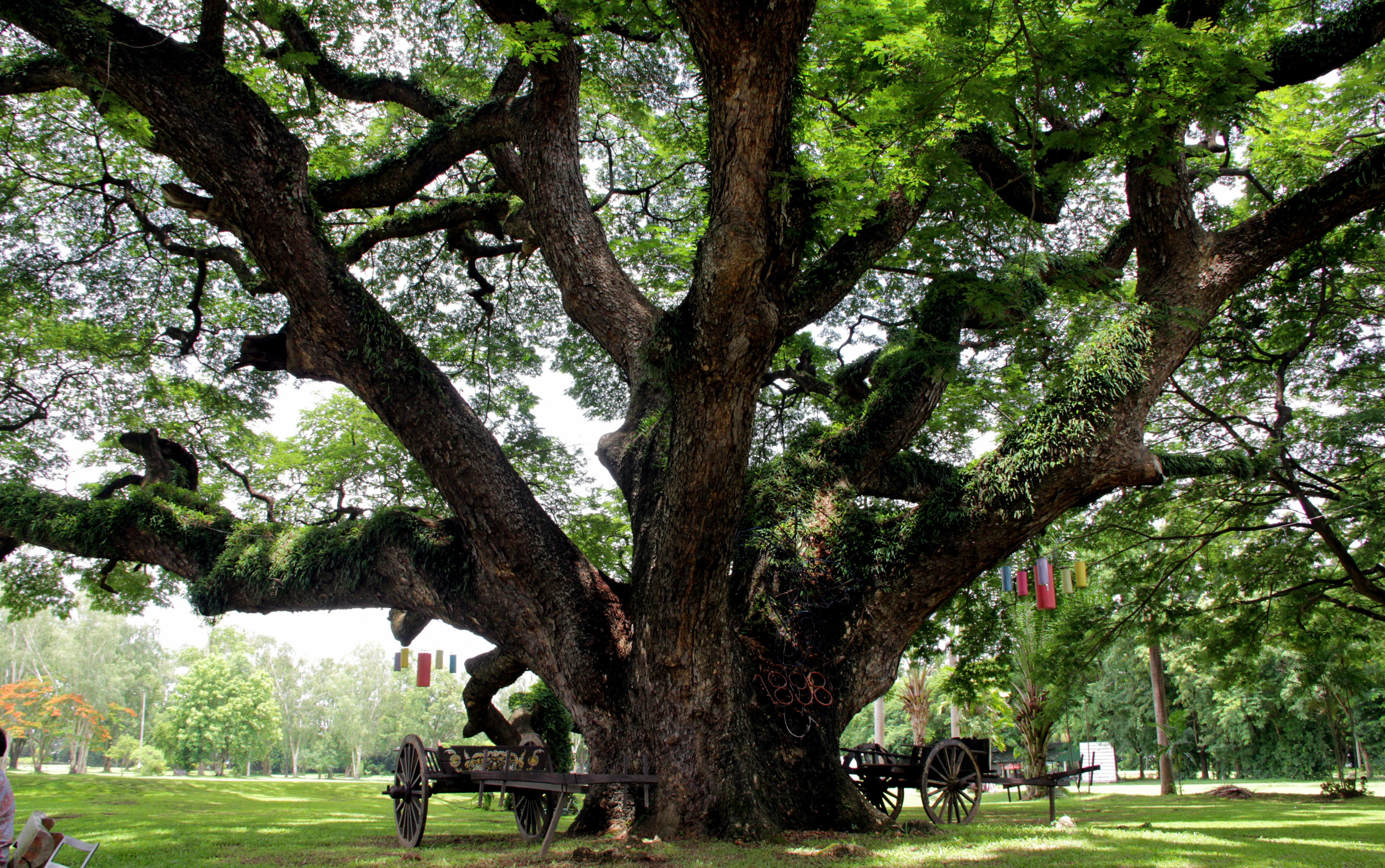 tree best gymkhana